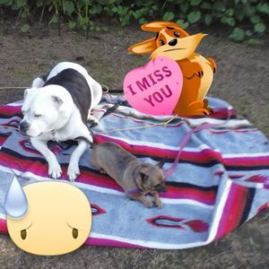 Meet your Posher, Pat